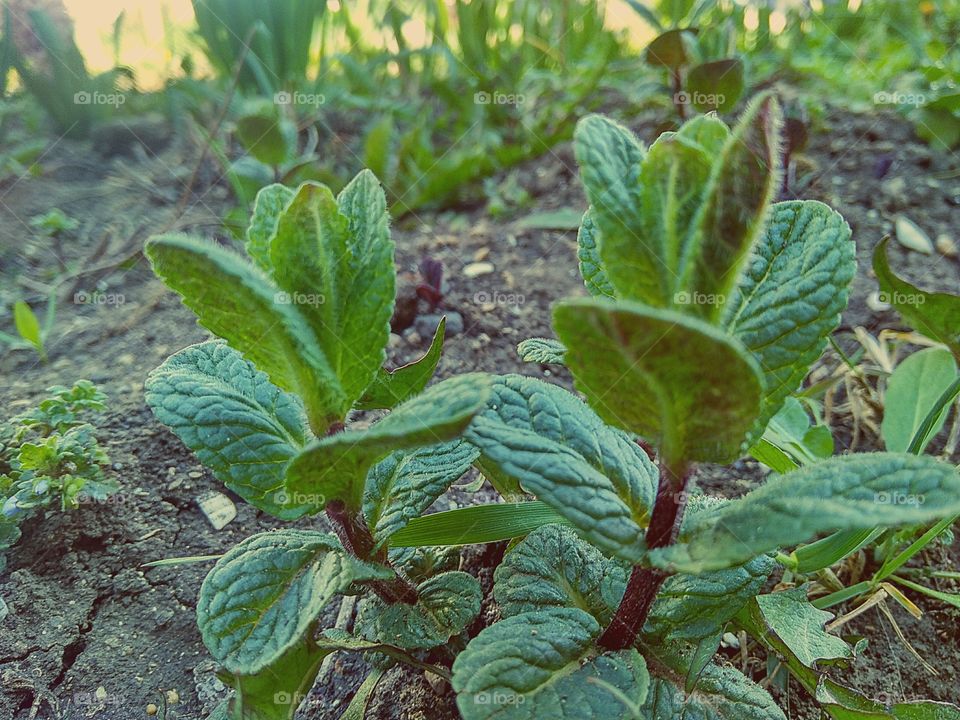 peppermint in the garden, the first young stems