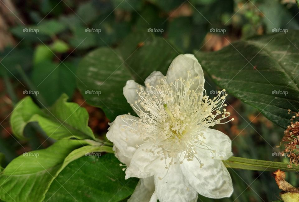 guava white flower