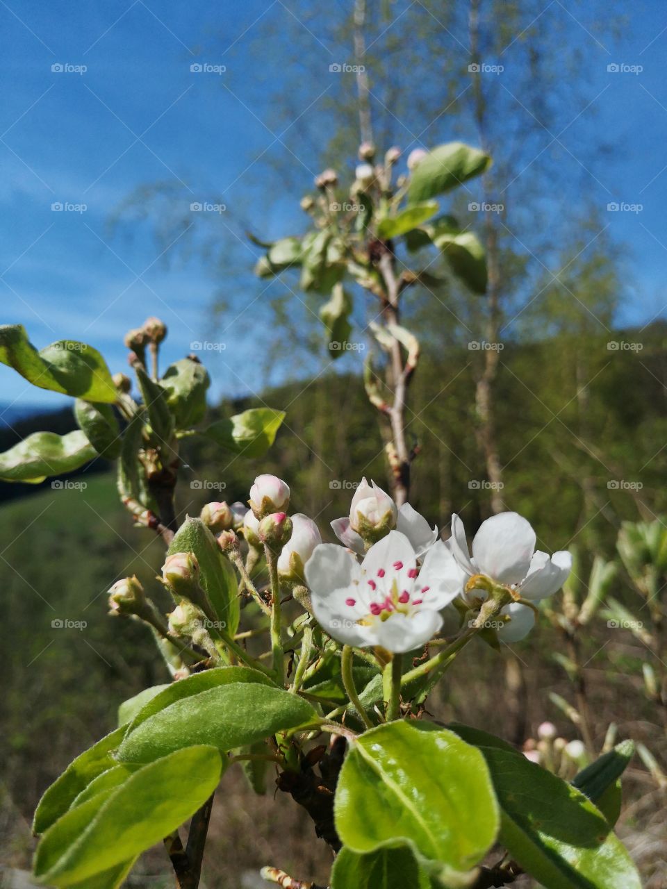 Kirschbaum Kirschblüten