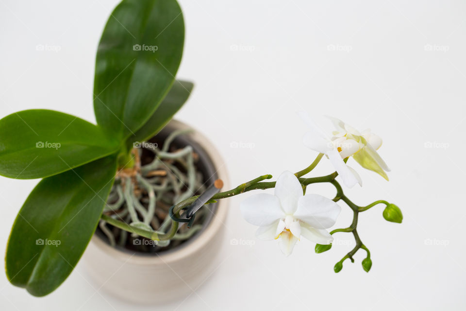 White and green - image of white orchid flower and green leaves in a white pot on a white background.