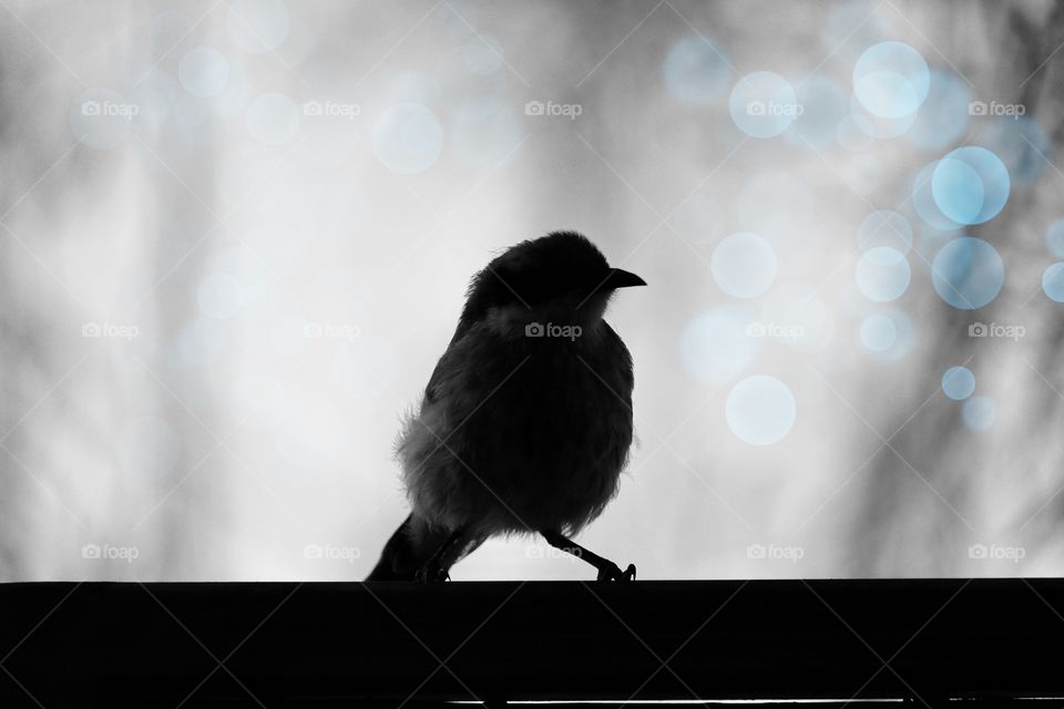 New Holland HONEYEATER BIRD silhouette, perched on fence profile, blur and blue Bokeh, copy space on background