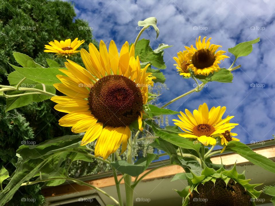 Sunflowers