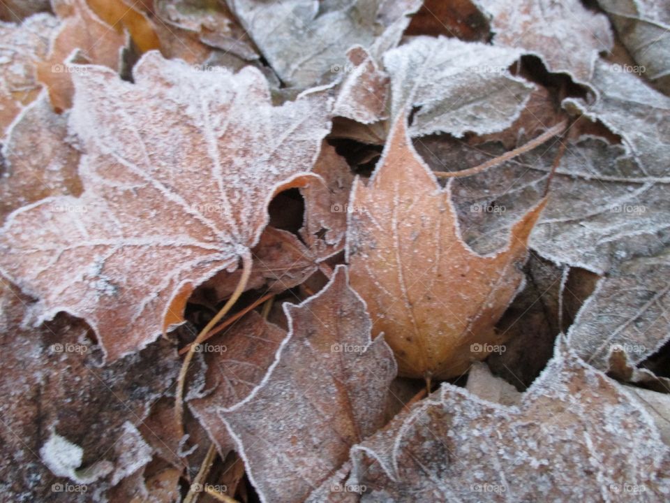 Icy ice frozen leaves winter season