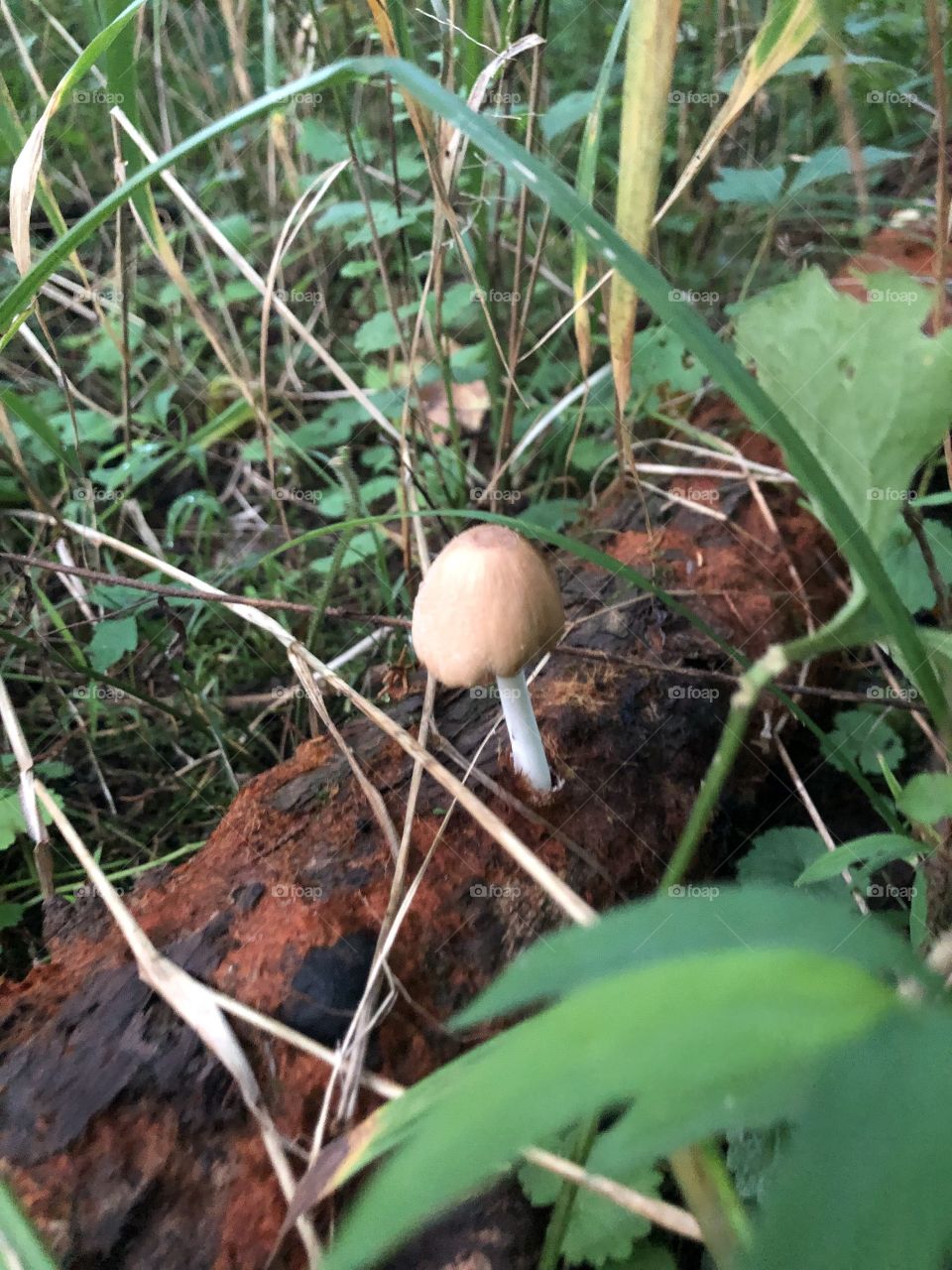 Mushroom 