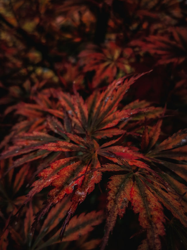 Maple tree