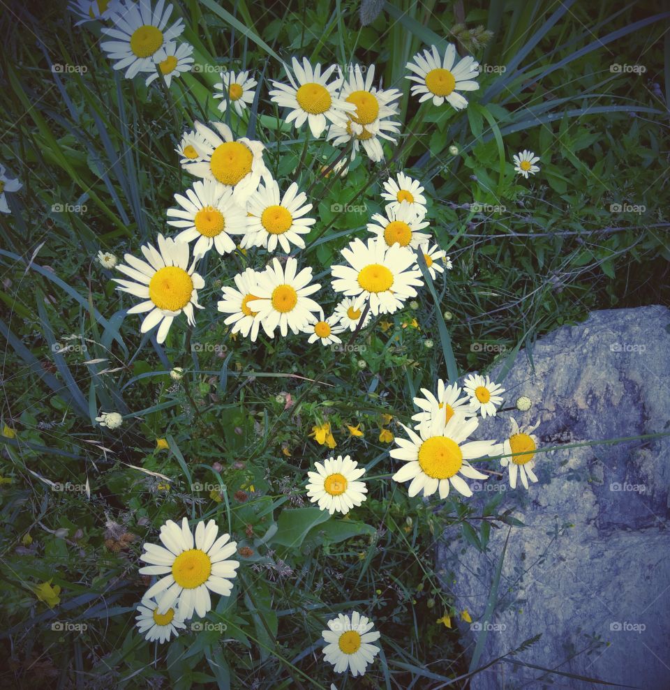 pretty daisies