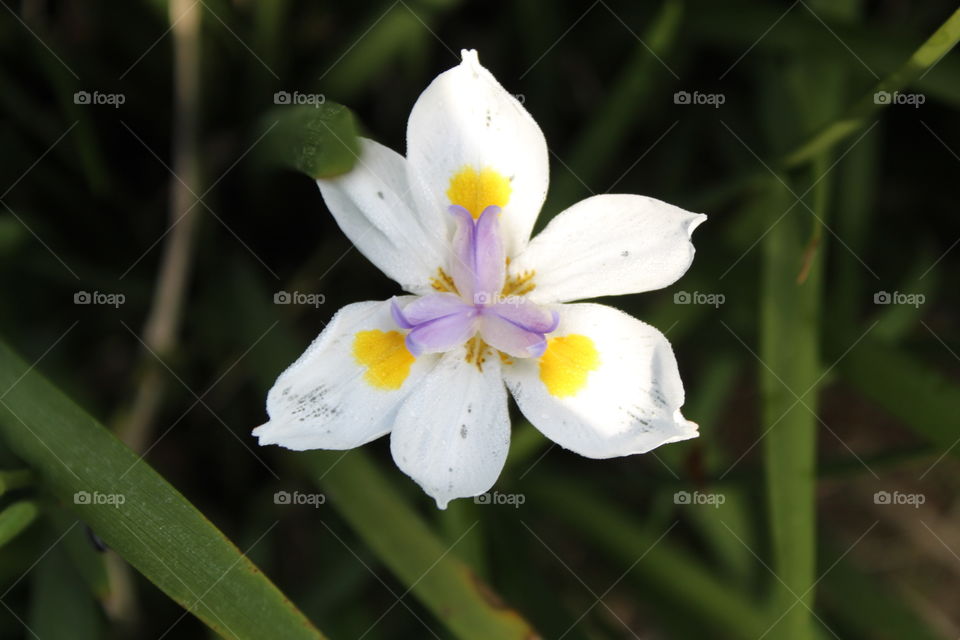 White blooming flower