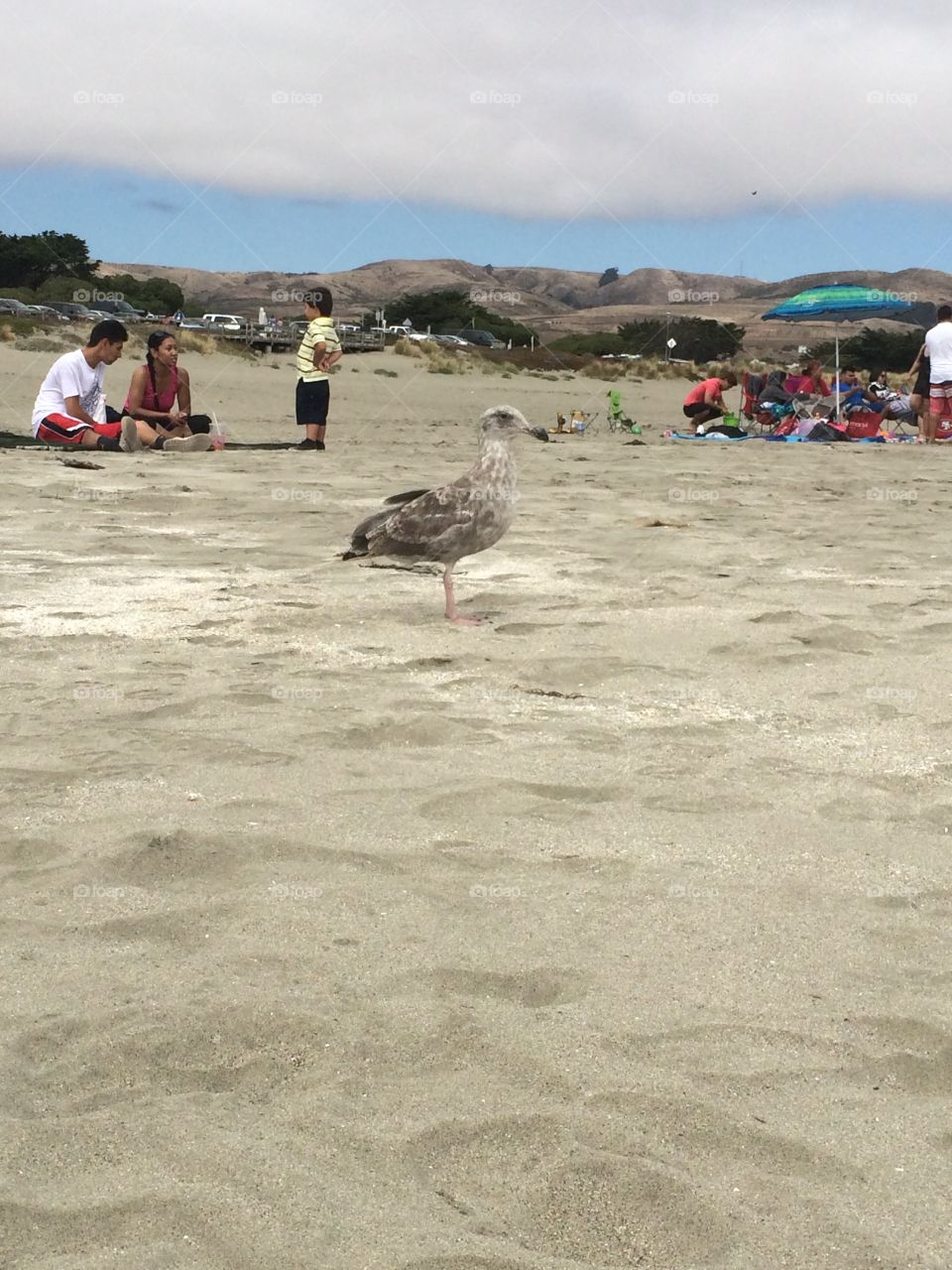 Meet Fred the seagull. MINE!