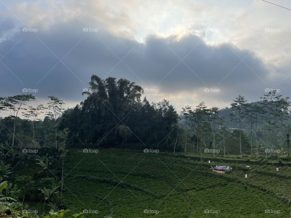 Vegetable garden at the mountain 