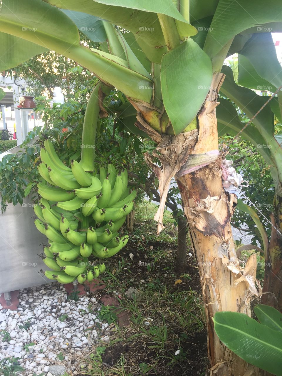 Bananas at Pasir Ris Drive 1, Singapore