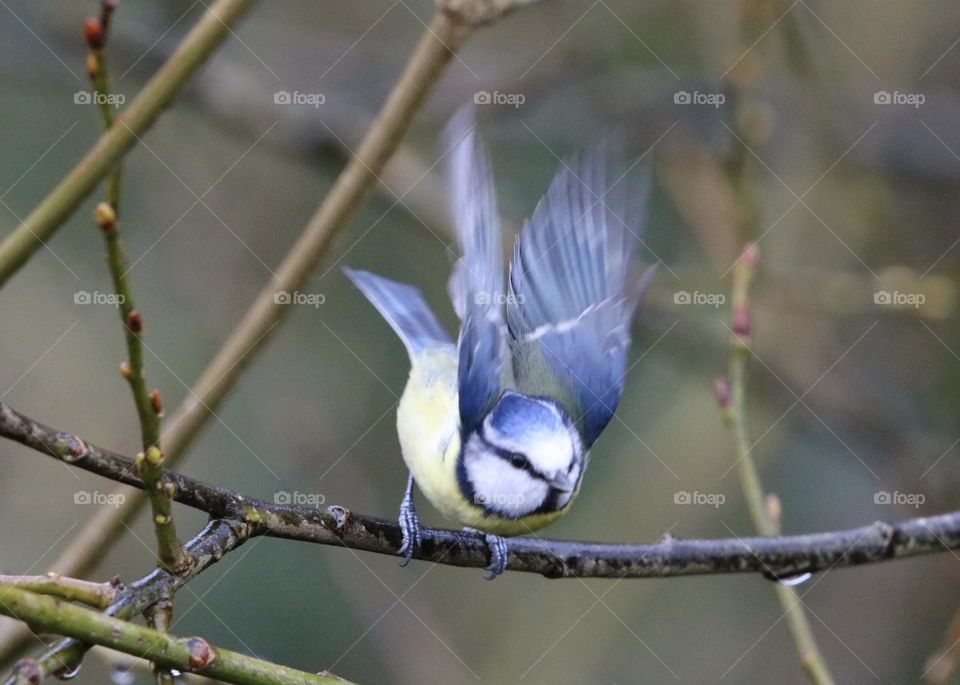 Blue tit ready to fly