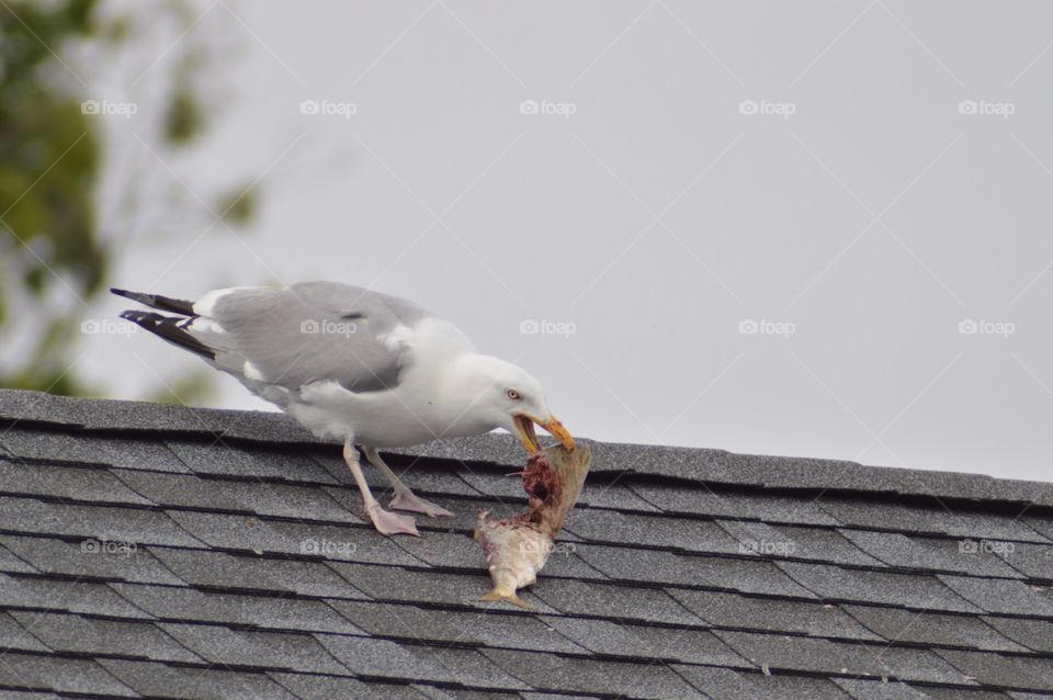 Seagulls snack
