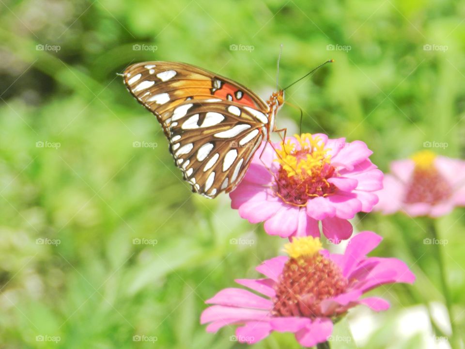 Nature, Butterfly, Summer, Insect, Flower