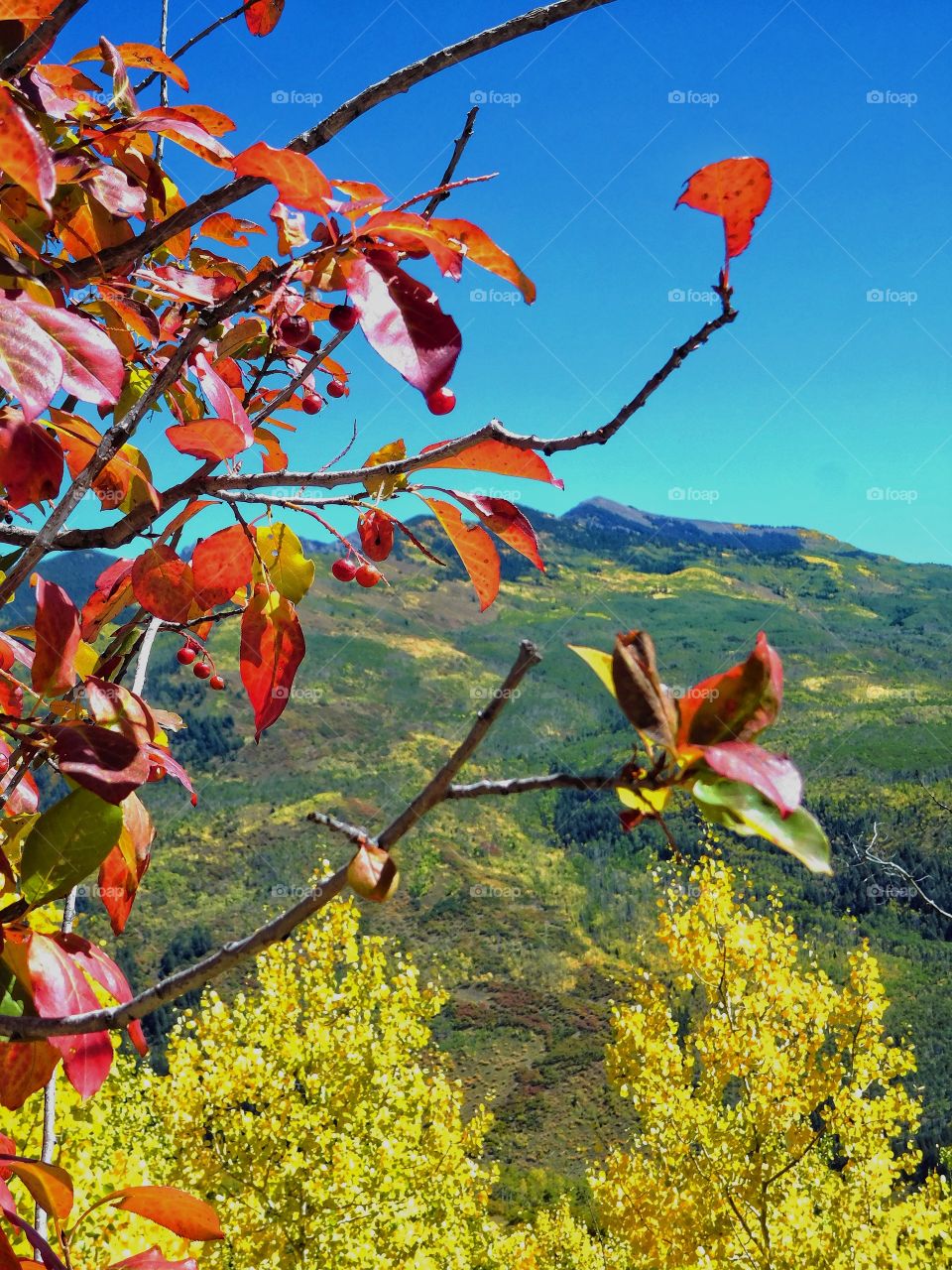 Fall mountain splendor