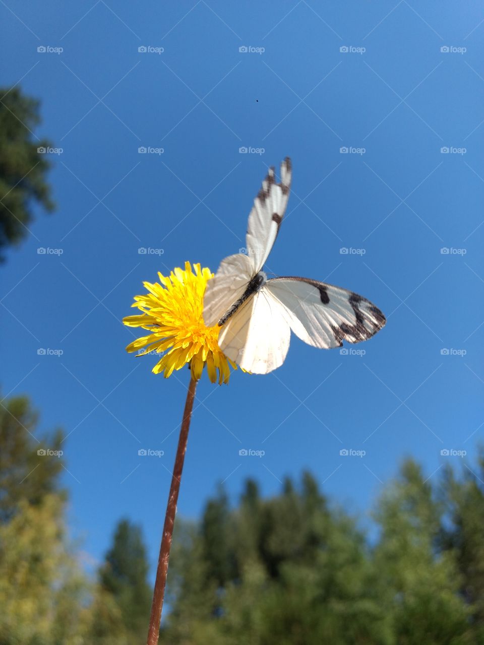beautiful white butterfly
