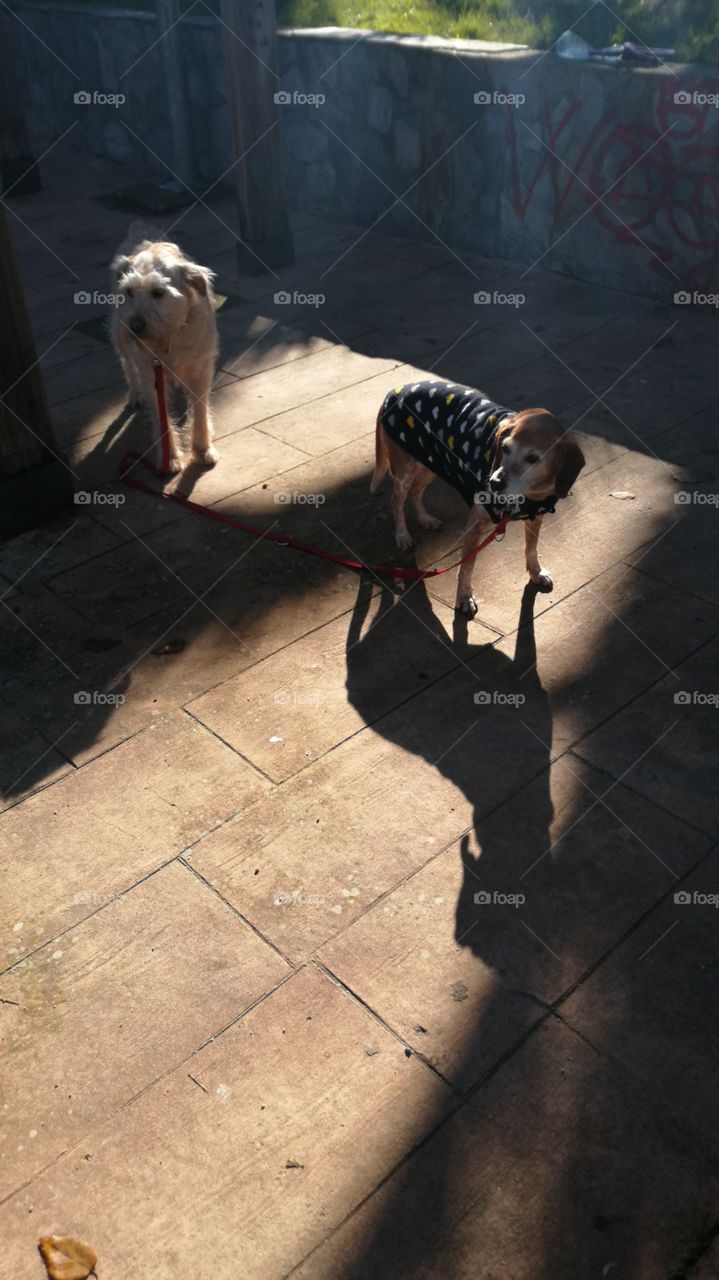 White teaching India