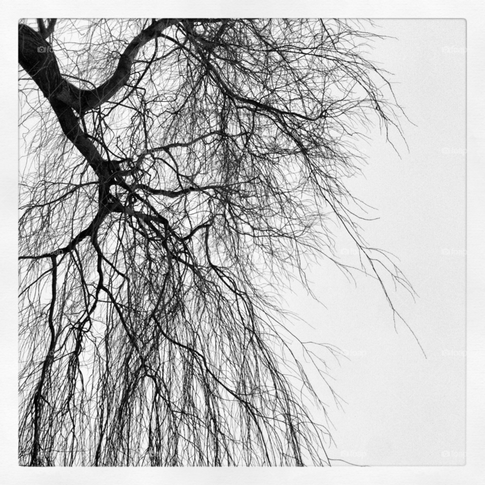 tree black and white by kayeg82