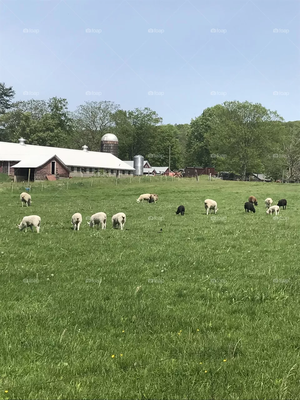 Sheep