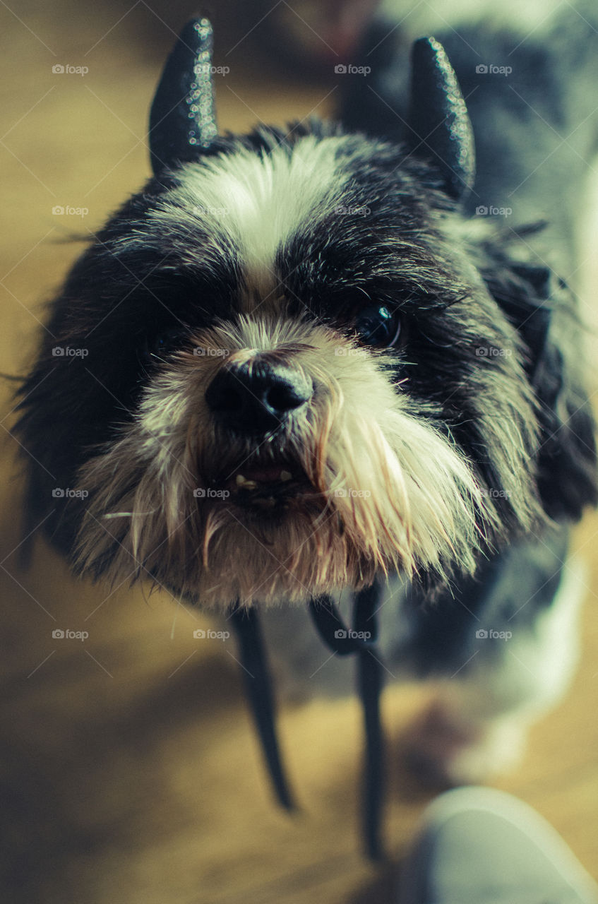 Close-up of cute puupy