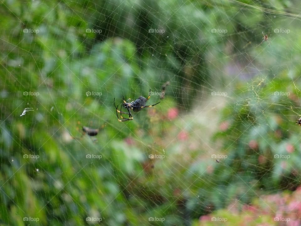 Spider on a web