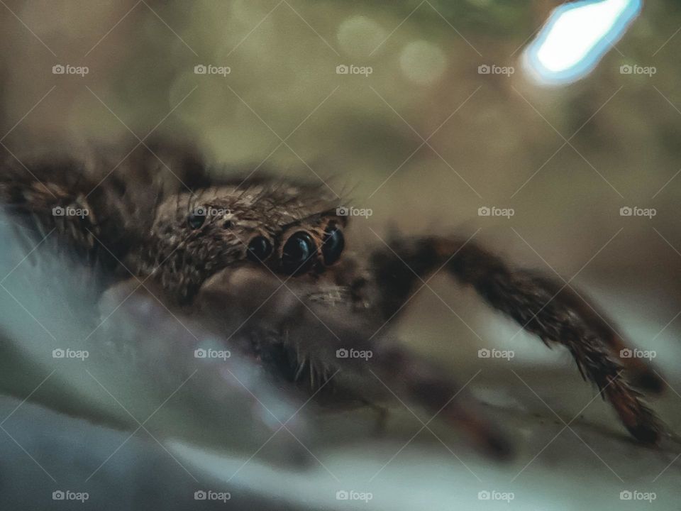 a macro look of a spider.