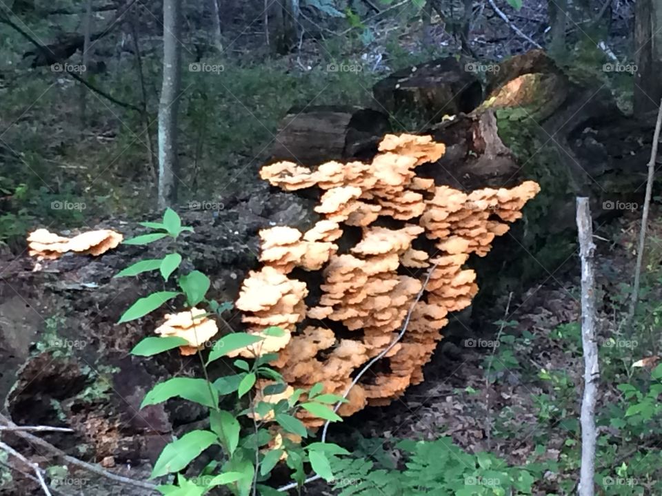Mushrooms on stump 