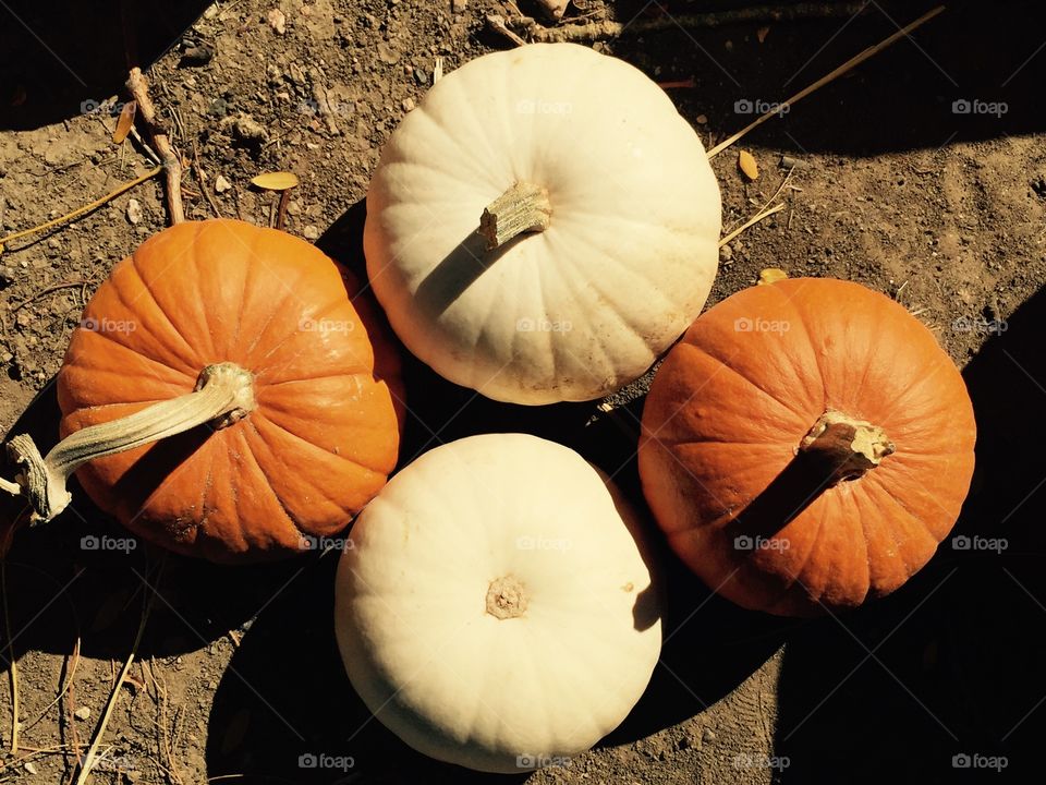 Varietal pumpkins 