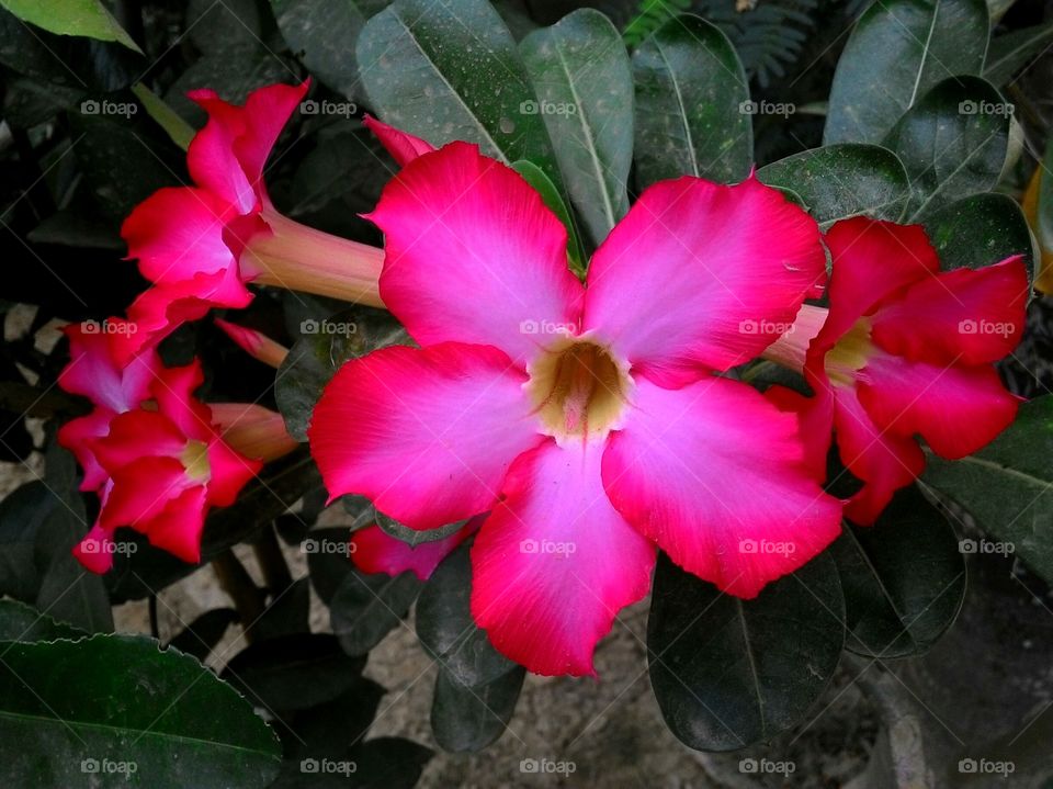 Desert rose in the afternoon