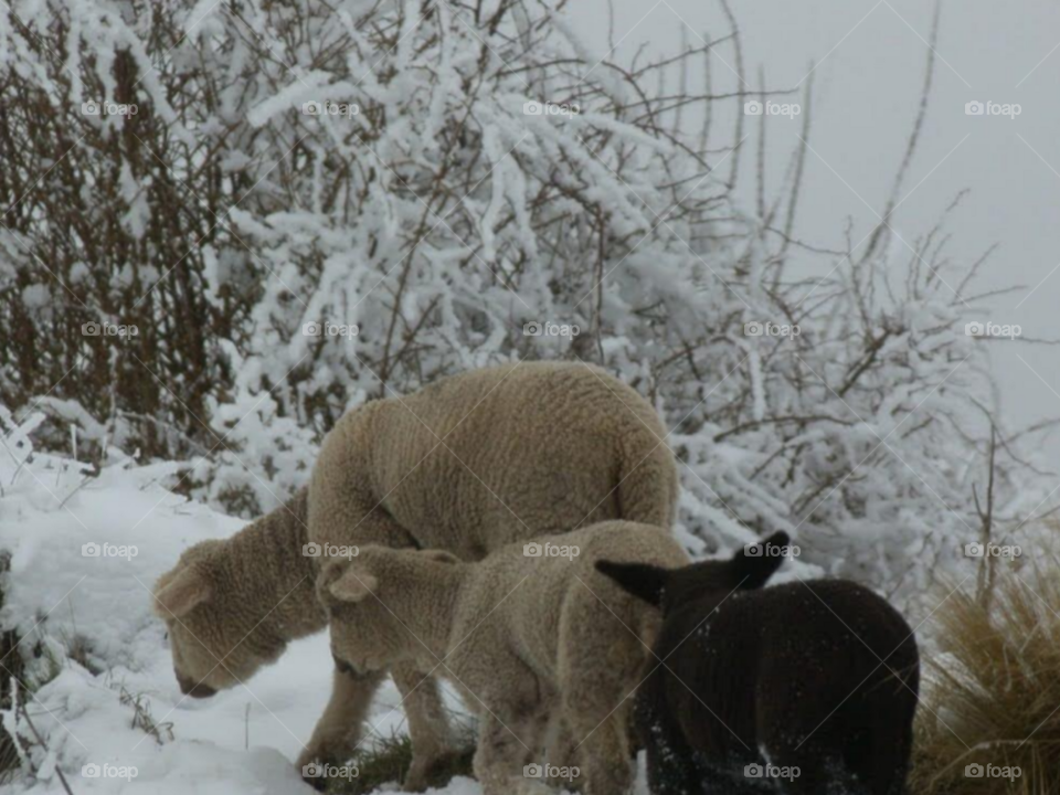 las ovejas circulan en la nieve