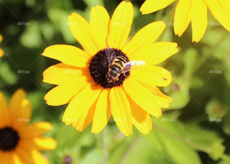Beautiful Bee