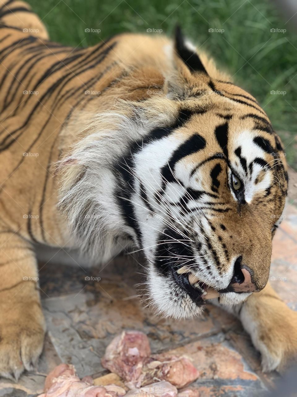 A cute Hungry tiger