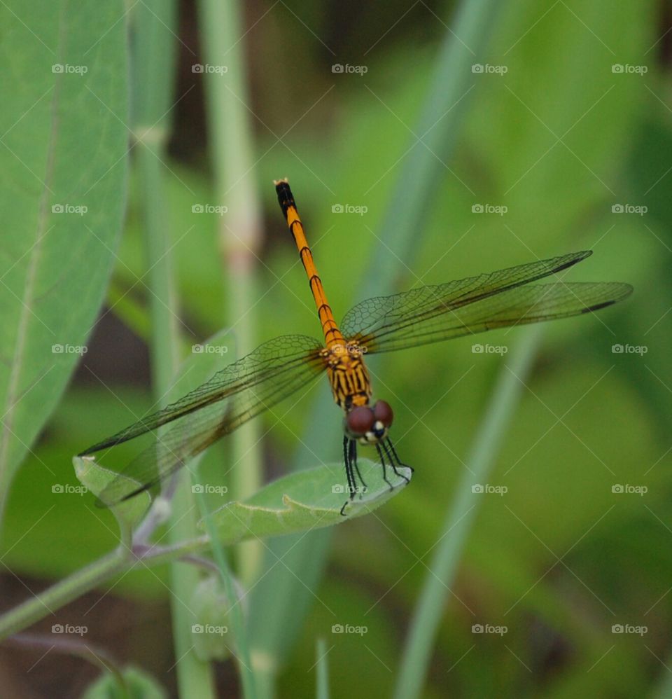 dragonfly