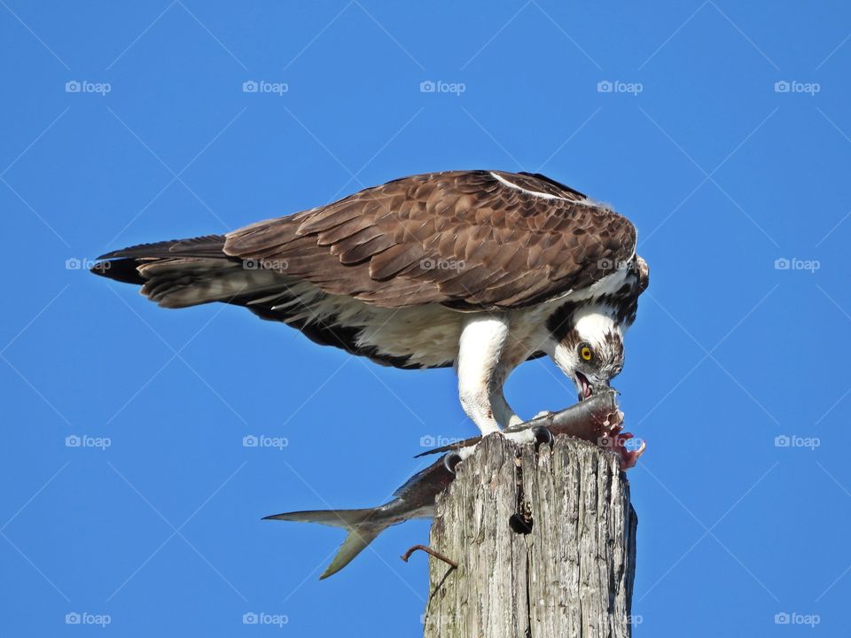 Animals in The Wild - An Osprey plucks apart a Pompano fish -  A wild animal finds its own food, shelter, water and all its other needs in a specific natural habitat.