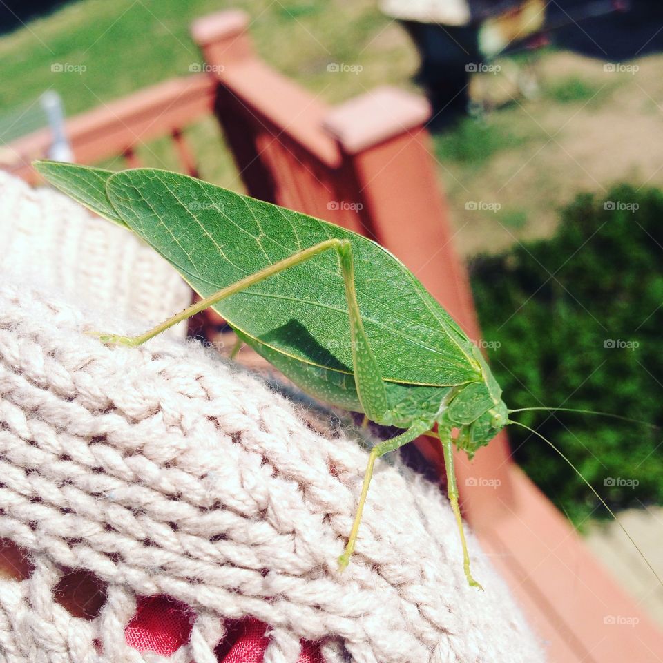 Leafy. My friend the lead bug