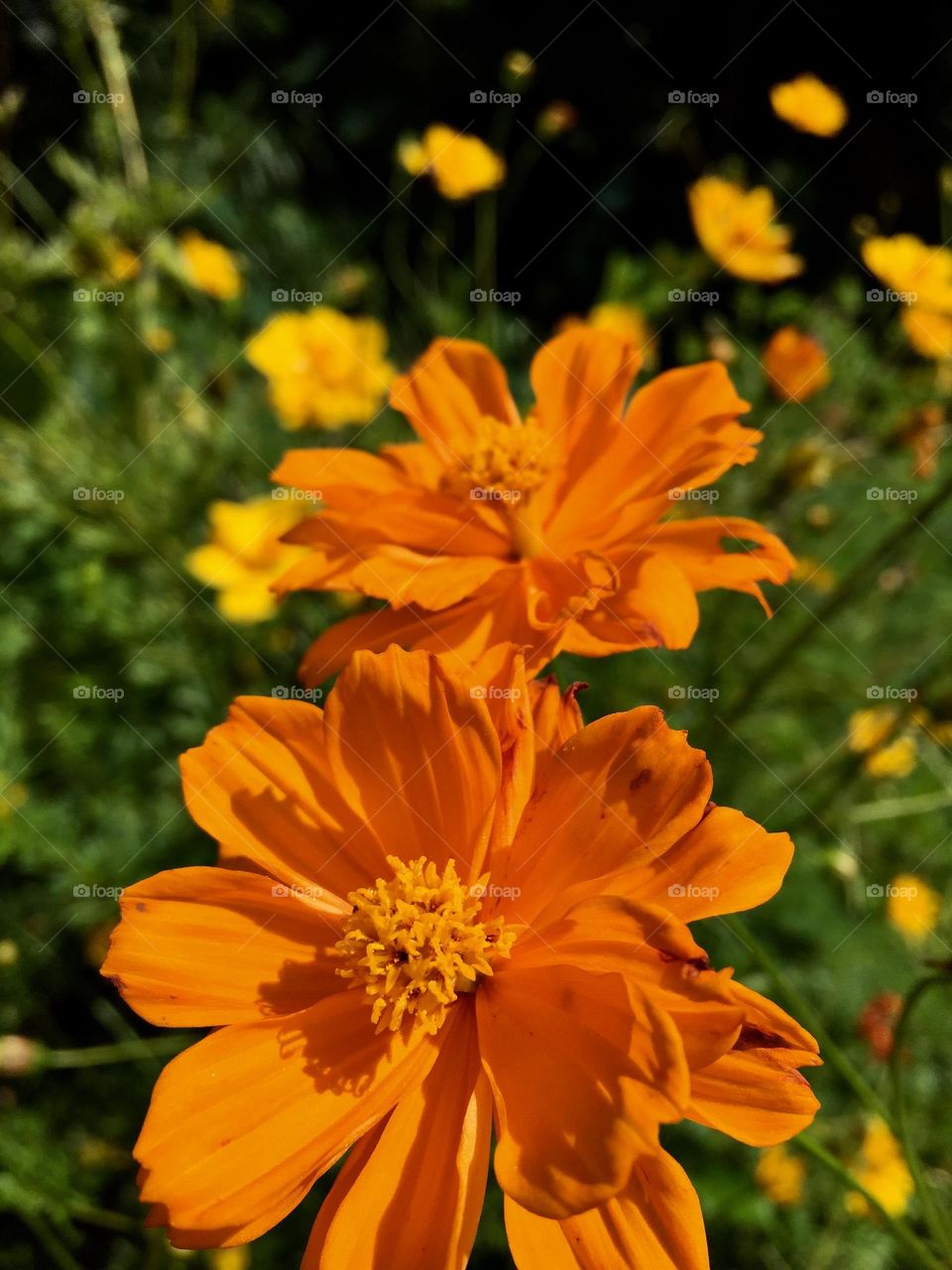 Orange flowers near by the stream and ricefield.