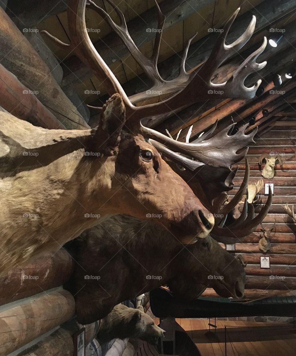 At the Shelburne Museum in Vermont, there is an entire log cabin filled with mounted heads and full animals.  It’s an incredible history of taxidermy. 