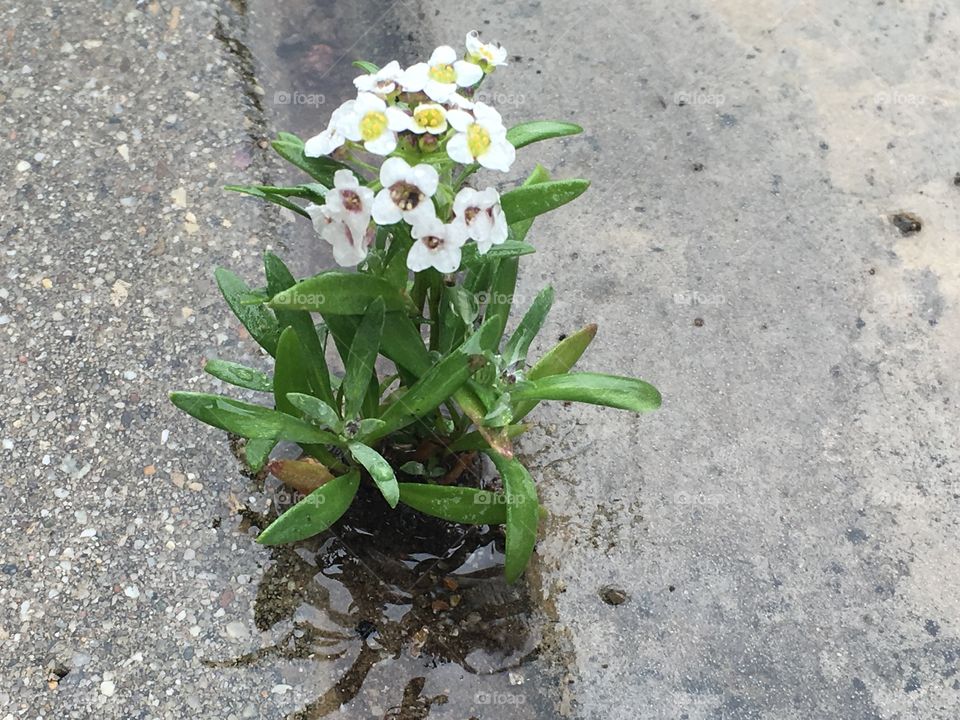 Spring beats concrete!