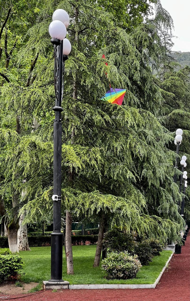 Pride flag spotted in the trees in the park