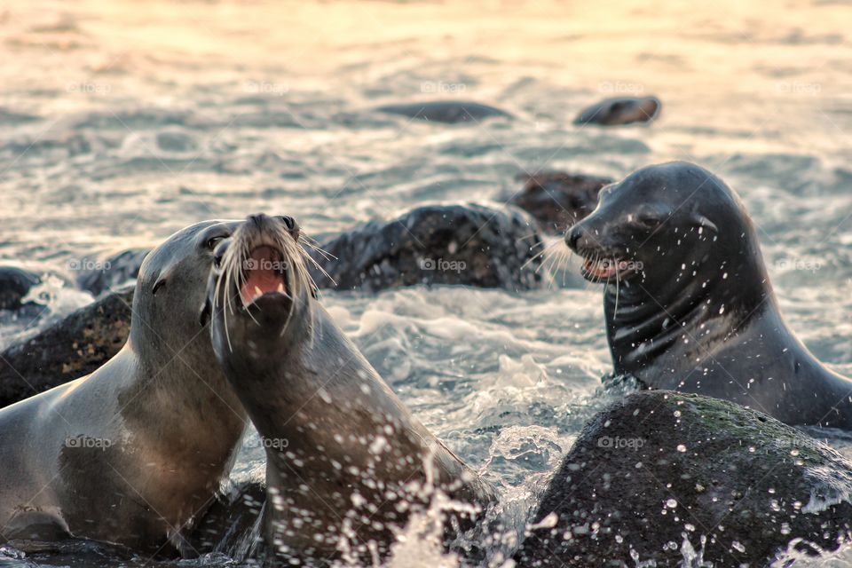 playful seals at sea