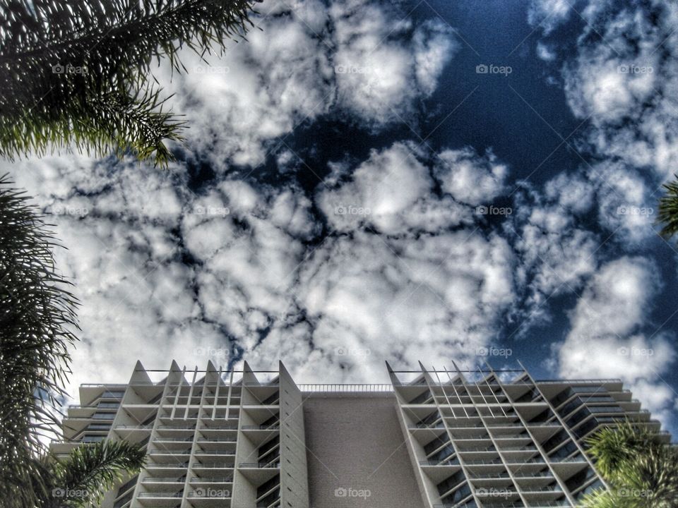 Looking Up. Honolulu 