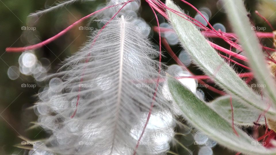 Feather wrapped up in leaf