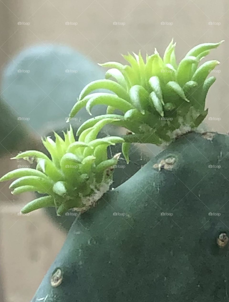 New sprouts on the cactus next to the ranch house in Texas- I love the new life spring brings. 