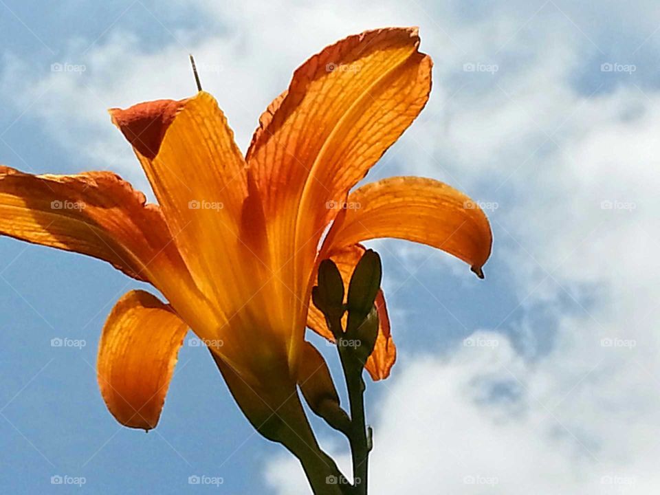 Sunlit Daylily