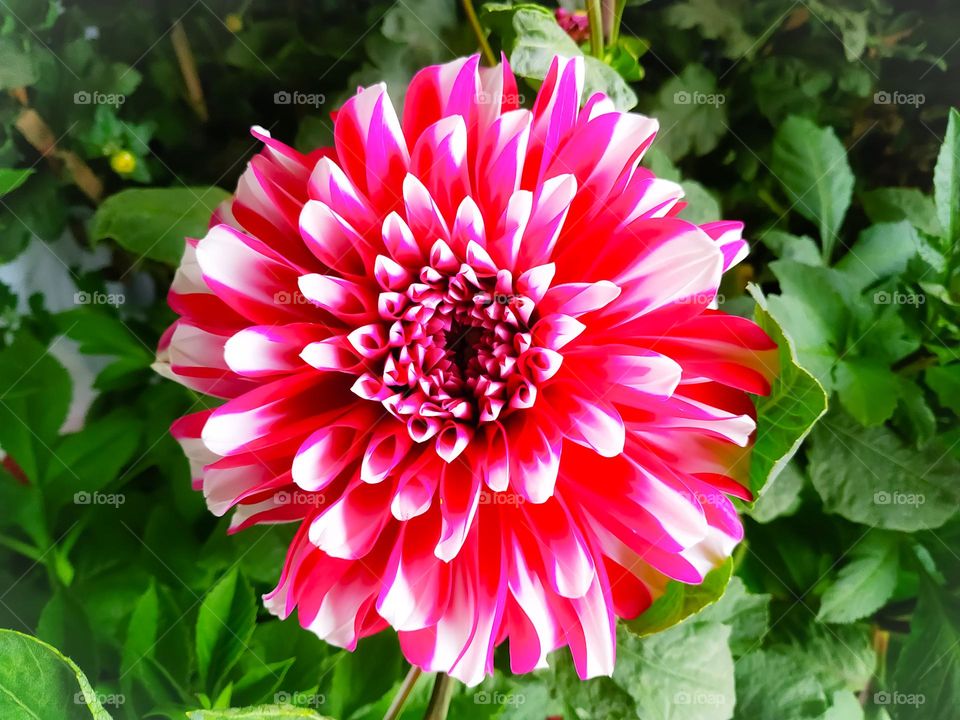 Close up photo of red dahlia flower in garden. Red flowers. Beautiful picture of red dahlia. Wallpaper of beautiful dahlia flower