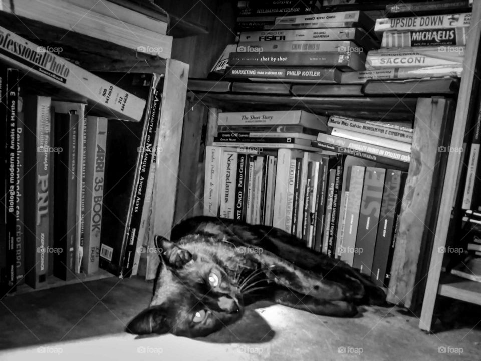 The cat on the books