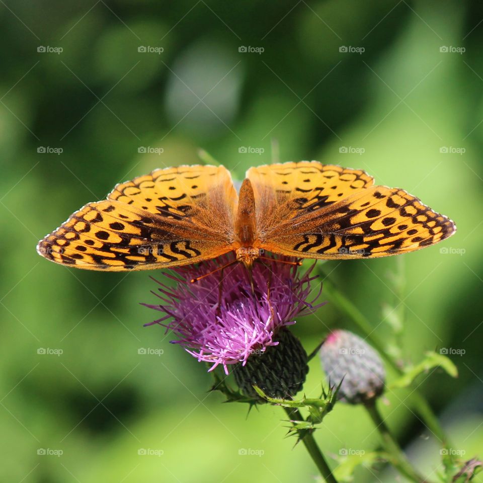 beautiful butterfly pollinating the milk thistle on a glorious sunny day