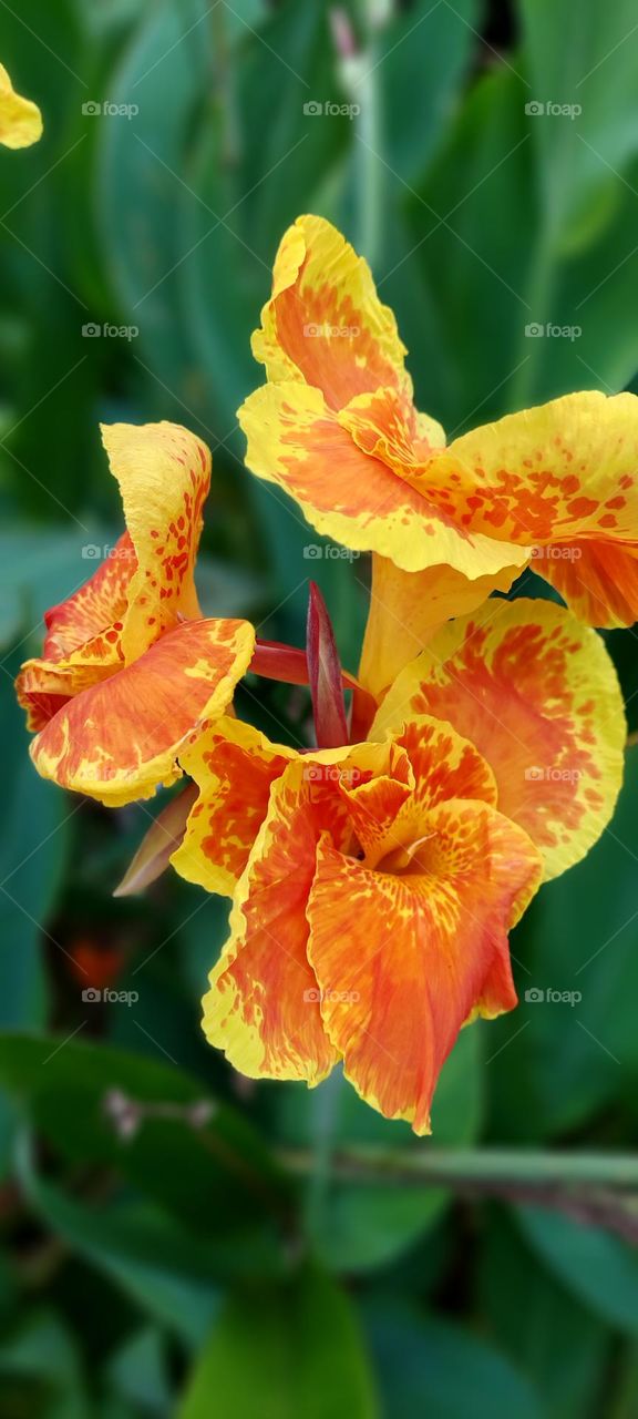 Canna 'Yellow King Humbert' Burbank is a medium sized Italian Group Canna cultivar; green leaves, but often variegated with purple markings and sometimes whole leaves purple, oval in shape