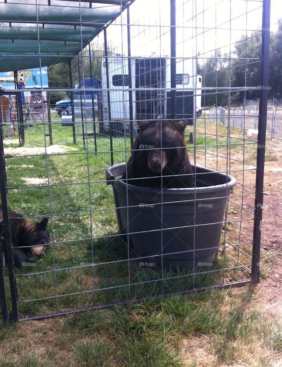 Silly bear! Sitting in his water bucket at the Davis County fair, Utah