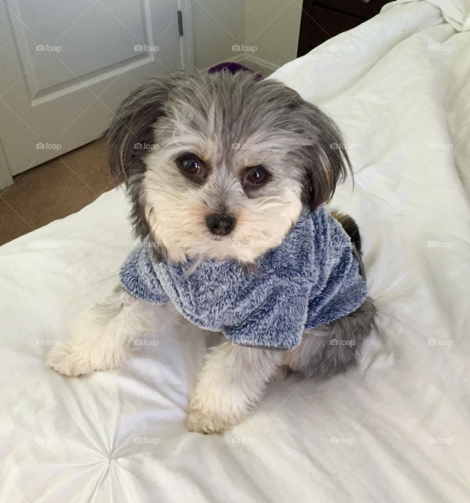 I think he likes his new winter coat!