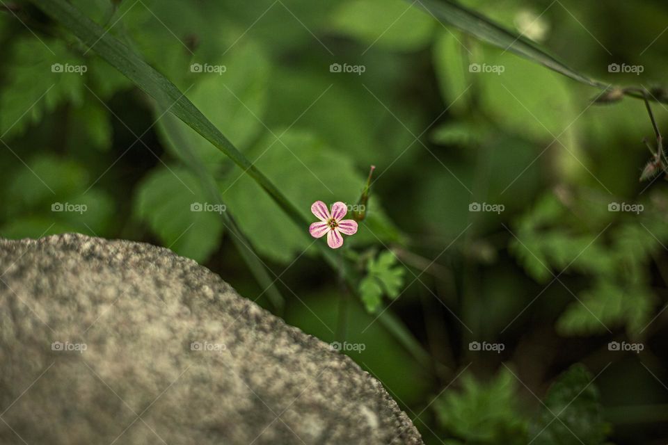 Herb Robert 